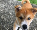 子育ての悩み、心の悩みある方相談のります 一緒にゆったり話して心を軽くしませんか？ イメージ1