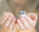 ペットの魅力を最大限に引き出した写真を撮ります 動物好きカメラマンが、とっておきの一枚の一枚を提供します！ イメージ10