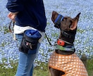 子犬を迎える前後の不安、まるごと先回り解決します 現役ドッグトレーナーが子犬を家族に迎える前の不安お聞きします イメージ2