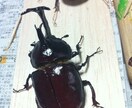 リアル昆虫作ります まるでホンモノ！メディアに取り上げられました。 イメージ1