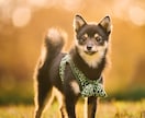 一生の宝物になるペット写真撮ります 元動物看護師が撮るペットの出張撮影 イメージ1