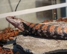 爬虫類（レオパ、アオジタ）の飼育方法教えます 〜爬虫類を初めて飼ってみたい人、飼育初心者の為の飼育方法〜 イメージ3