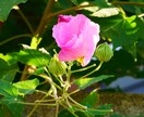 写真のレタッチをさせていただきます 気軽に写真を編集出来るサービスを イメージ4