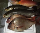 初心者専門〜初めての釣りを完全サポートします 専門用語は使いません！ゼロからの釣りデビューを応援します！ イメージ1