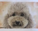 写真を元に動物の顔の似顔絵を描きます パステルアートで描くので柔らかく温かみのある似顔絵です。 イメージ1