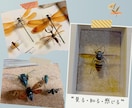 フルオーダーメイドで『昆虫標本』つくります 世界にひとつだけ。記録と記憶に残るをお手伝い♪ イメージ3