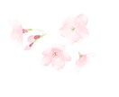 桜のイラストを描きます 想いが咲く、桜の一枚をお手元に イメージ2