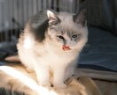 ペットの可愛い瞬間を出張撮影いたします 猫2匹と暮らすカメラマンがペットの記念撮影を行います！ イメージ10
