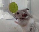 愚痴や寝る前の雑談、適応障害の悩みなんでも聞きます 普段の疲れを癒すためになんでも聞きます、男女年齢問いません イメージ1