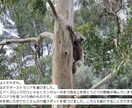 オーストラリアワーホリの相談に乗ります ただの大学生が5ヵ所の職場で得た経験を全てお伝えします イメージ3