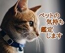 ペットの気持ち、鑑定します 一緒に暮らしているワンちゃん、猫ちゃんの気持ちタロット占い イメージ1