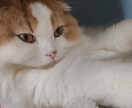 猫ちゃんの写真提供します スコティッシュのフリー画像提供！ イメージ1