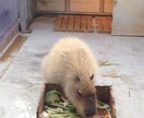 英検に合格するお手伝いをします 丁寧と親切さを大事にしています。 イメージ1