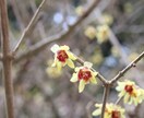 春の社寺仏閣内での桜や梅の撮影代行をします 春にしか撮れない風景をたくさん撮影します！ イメージ2