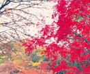 東京都内の写真を撮ってきます 東京都出来になる場所があれば現地調査としてでも写真を撮ります イメージ7