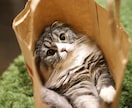 猫ちゃんに関する相談にのります 猫を飼いたい！という方、猫がするしぐさへの疑問や相談など イメージ4
