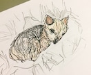 動物イラスト描きます 手描きでポップに可愛く仕上げます イメージ3