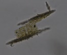 プランクトンの顕微鏡写真を提供します 元生物教師がミジンコやボルボックスの綺麗な写真を撮りました イメージ4