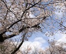 東京周辺のスナップ写真を撮影します スマホで撮影！普通の写真が必要な方へ イメージ2