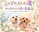 ペットさんの魂の色と特性を読み解きます 〜この子は、どんな魂？色と質感から見ていきます〜 イメージ1
