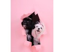 可愛くペットの写真を撮ります まるでスタジオのような写真が撮れます♪ イメージ1