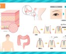 分かりやすい！伝わる！図解・解説イラスト制作します 整形外科・歯科・美容外科様など様々な図解イラストを作成 イメージ3