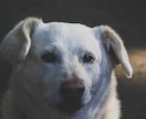 30年の霊視経験で【ペットの気持ち鑑定】を行います 犬猫の本音と行動の裏にある想い、虹の橋の子との繋がりも視ます イメージ6