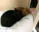 うつ病の方、悩み聴きます 病気を誰よりも理解しています。 イメージ1