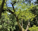 1時間メッセージで日頃のもやもや伺います 日頃の、悩み・不安・寂しさ・いらいらなど吐き出して下さい。 イメージ4