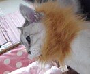 愚痴、悩み相談、話し相手なんでも受け付けてます 暇つぶしやストレス発散、悩みを打ち明けたいなんでもどうぞ！ イメージ1