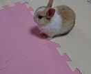 まるで親友のようにお話聞きます ★愚痴、のろけ、世間話、なんでも聞きますヽ(*´∀｀)ノ イメージ1