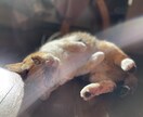 猫の素材写真を提供します ねこの日常の写真を撮影しています。三毛猫、白猫など イメージ3