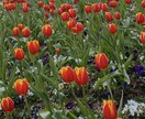 癒される景色の写真を販売します 美しい景色や自然やお花がメインです イメージ2