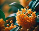 リピーター様専用♡ 鑑定の続き・追加相談承ります 前回の鑑定を踏まえた追加のご相談に、1時間集中でお応えします イメージ10