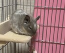 ペット選びのアドバイスをします どんなペットが合っているか悩んでいる方へ イメージ1
