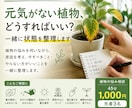 元気がない植物どうすればいい？一緒に状態整理します 植物の不調、何から見ればいいか一緒に整理します イメージ1