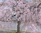 京都観光のプランニングを立てます 京都生まれ京都育ち京都大手旅館勤務♪京都のことならお任せ♪ イメージ1