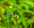 昆虫写真撮影、飼育、標本、採集の相談お受け致します 飼育に関しましては国内種を主に受け付けます イメージ6