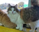 猫ちゃんに関する悩みや相談のります ・猫ちゃんの飼い方・多頭飼育の方法・初めて猫ちゃんを飼う イメージ5