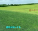 芝生のお悩み聞きます 野芝、コウライ芝、ティフトン、セントオーガスチンなどのご相談 イメージ1