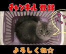 あなたのペット動画でオリジナルムービーを制作します 字幕、BGM、効果音など！様々な要素で自分だけの動画に！ イメージ4