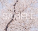 春の撮影　桜の写真素材10枚を提供します 色々な用途で使用できる素材写真をご提供します。 イメージ5