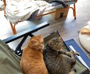 猫の多頭飼いについての相談に乗ります 現在一軒家で11匹の猫を飼育中、出費や猫同士の相性など イメージ1