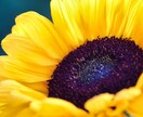 初心者からセミプロまで、写真を上達させます 写真が楽しくなり、個性を伸ばすコツをお伝えします！ イメージ1
