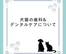 犬と猫の歯科、基礎&デンタルケアおしえます 意外と知らない犬猫の歯科について、基本から応用まで教えます！ イメージ1