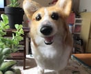 羊毛フェルト作品を手直しします 「思ったのとなんか違う（T_T）」を解決します♡ イメージ9
