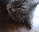 愛しの家族を撮影します 可愛いペット様の今を撮影！愛しの家族を！ イメージ3
