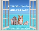動物さんとお話します、あなたの想いを伝えます アニマルコミュニケーションを体験してみませんか？ イメージ2