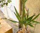 植物のプロが観葉植物のお悩みに答えます 元代官山の花屋の店長がアドバイス イメージ5