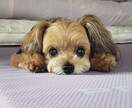楽しくワンコにしつけと技を教えられます お座りから吠えろまでモデル犬に必要なスキル習得が出来ます イメージ1